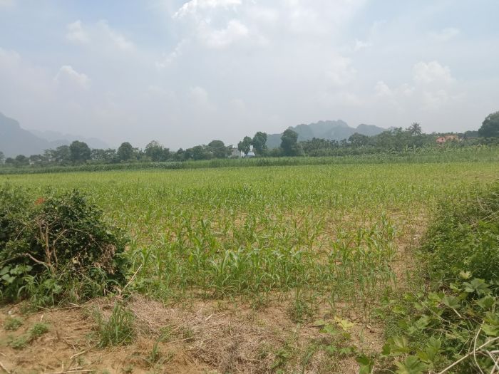 Chính chủ cần bán đất tại Thôn An Ninh, Xã Phú Nghĩa, Huyện Lạc Thuỷ, Tỉnh Hoà Bình